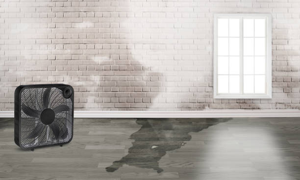 Best Ceiling water damage repair  in Saratoga Springs, UT